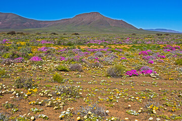 Multi-colored spring wildflowers in Tankwa Karoo