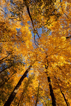 The canopy of yellow leaves shimmers in the autumn sun in Kettle Moraine State Forest, Wisconsin