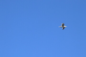 Obraz premium 青空を飛ぶカモメ