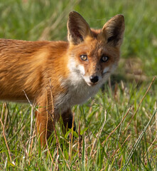 red fox hunting