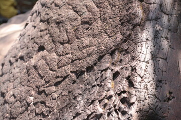 bark of a tree