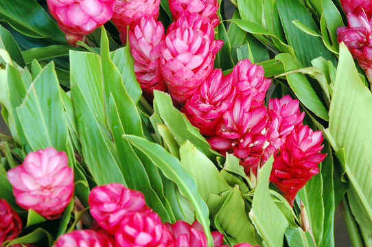 南国の花 Images Browse 497 Stock Photos Vectors And Video Adobe Stock