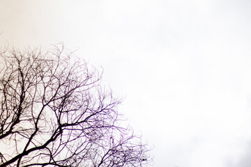 A dry branch on a white background.