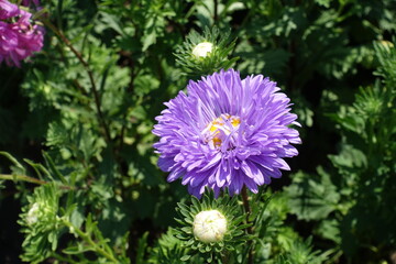 Fototapeta premium Semi double violet flower of China aster in mid August