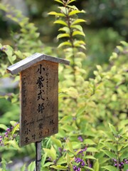 bird feeder in the park