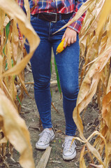Fototapeta na wymiar Crop view of Young woman farmer with corn harvest. Worker holding autumn corncobs. Farming and gardening