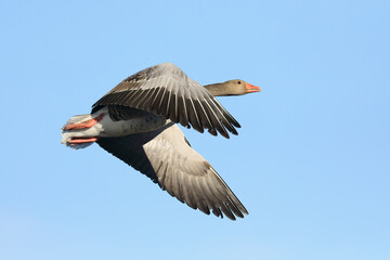 greylag goose