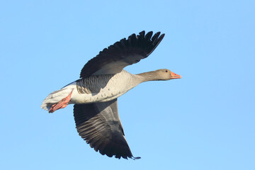 greylag goose