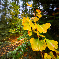 Yellow rain-wet leaves on the ginkgo tree at the beginning of autumn