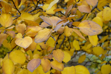 Brown and yellow leaves of quince in mid November