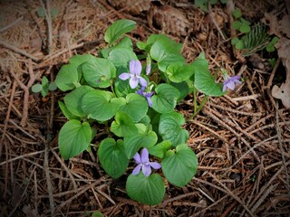  Viola reichenbachiana in a clearing in the forest.