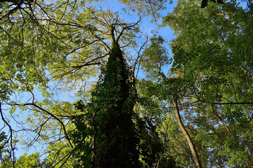 Obraz premium trees and sky