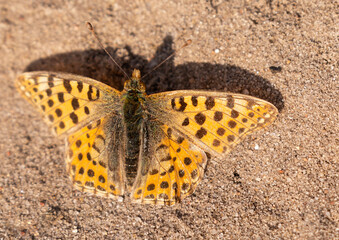 Fritillary Butterfly
