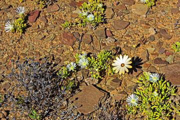 Yellow and white wildflowers growing on shale