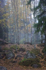 Autumn birch forest with boulders covered with yellow leaves and fog