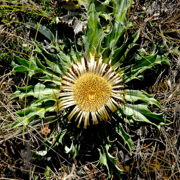 cardabelle