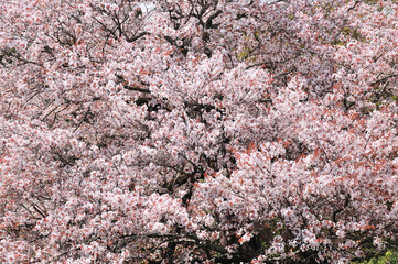 狩宿の下馬桜