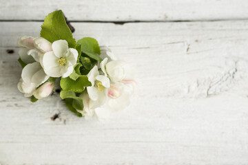Apple blossom on a wooden white background. Copy space and horizontal orientation