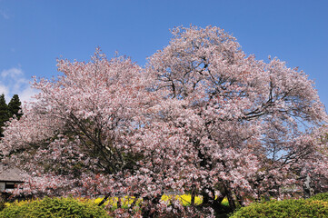 Naklejka premium 狩宿の下馬桜