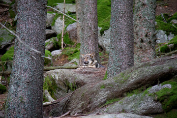 Grey wolf puppy in National Park Sumava. Canis lupus.