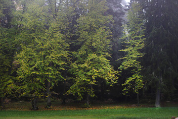 Obraz premium The edge of a spruce forest with a meadow and a small oak tree in the foreground