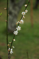 Plum blossoms on a branch