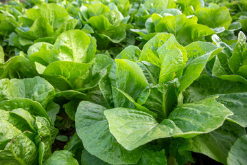 Green fresh lettuce field, Izmir / Turkey