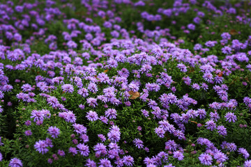 Obraz premium Purple autumn spray asters on a background of green leaves and shoots