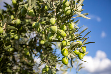 Green organic fresh olives on the olive tree