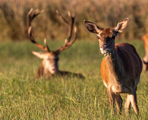 Red Deer hinds