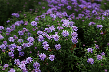 Obraz premium Purple autumn spray asters on a background of green leaves and shoots