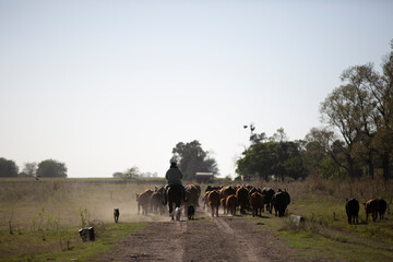 Hombres trabajando con ganado a caballo