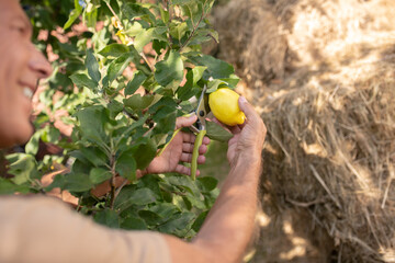 Smiling man pruning lemon tree in the garden