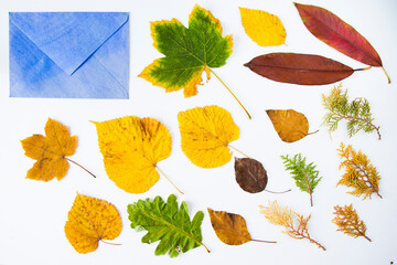 Fototapeta na wymiar Autumn and fall colorful leaves and envelope on the white background, autumn nature background