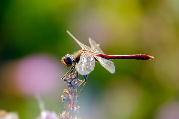 Dragonfly