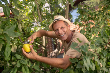 Delighted male in straw hat pruning lemons in the garden