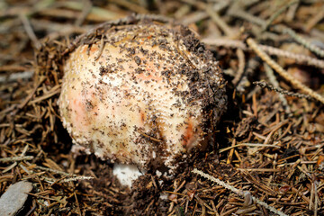 Ein Pilz kommt aus dem Waldboden. Herbstzeit ist Pilzzeit.