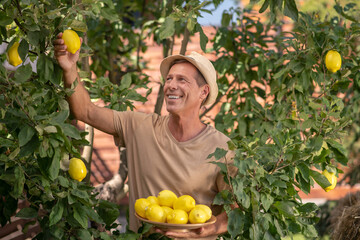 Smiling male in straw hat picking lemons, putting them on plate