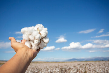 Human-handed cotton bolls towards the sky. Cotton field.