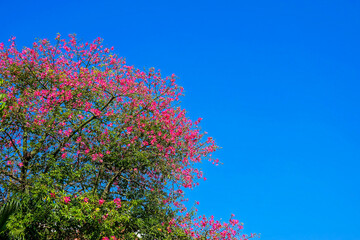 chorisia speciosa