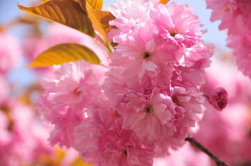 八重桜