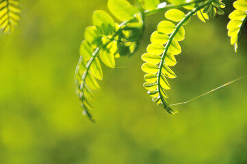 サンショウの新芽
