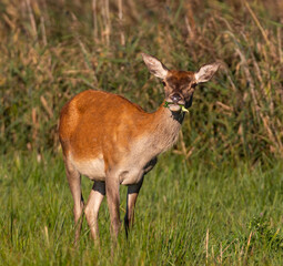 Red Deer hinds