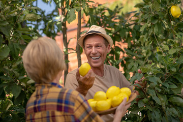 Happy couple picking lemons in the garden