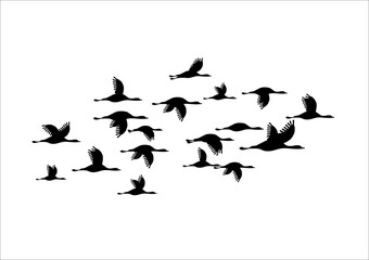 Illustration of a flock of flying birds.