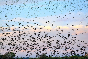 many starlings land in the reeds