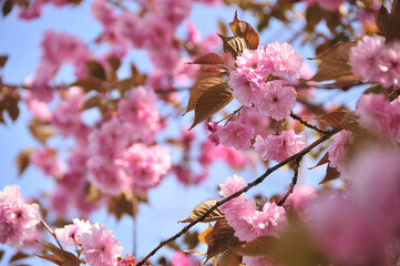 八重桜