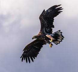 White tailed Eagle