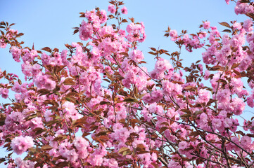 八重桜