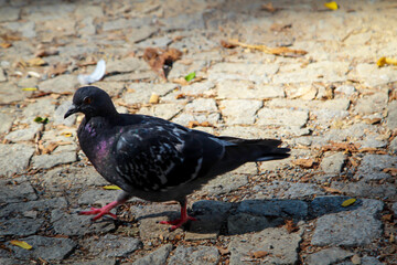 Portrait einer Taube, Columbidae. Tauben findet man überall auf der Welt.